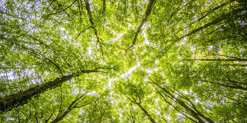 looking up at the tree canopy